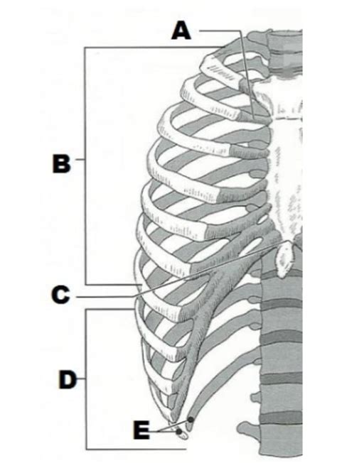 True & False Ribs Diagram | Quizlet