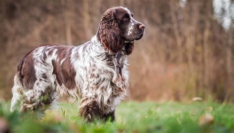 30 Healthiest Dog Breeds with Long Lifespans (and science of dogs' aging)