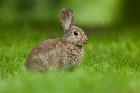 Králik Divý Oryctolagus Cuniculus Fotogaléria Fotolovcisk