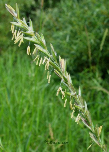 Agropyron Repens Roguesgallery