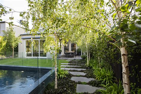 Betula Pendula ‘moss White Silver Birch Ian Barker Gardens