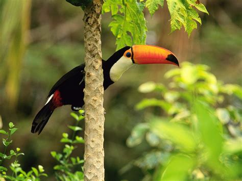 Amazing Toucan Bird - Toucans Facts, Photos, Information, Habitats ...