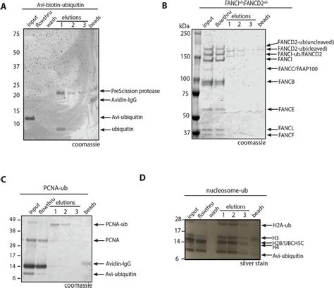 Purification Of Mono Ubiquitinated Proteins Using The C Protease