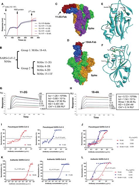 Frontiers Discovery And Characterization Of Sars Cov 2 Reactive And Neutralizing Antibodies