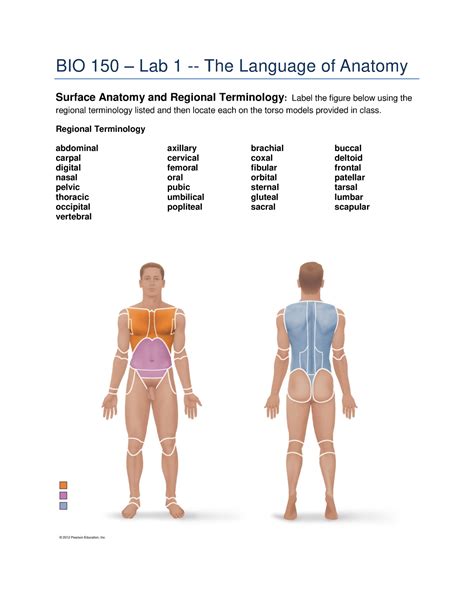 Lab 1 Handout Surface Anatomy And Regional Terminology Body Cavities