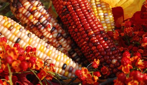 Bittersweet And Indian Corn Indian Corn Fall Harvest Fabulous Fall