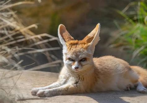 Fennec Fox Facts - AnimalBehaviorCorner