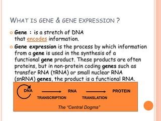 Gene expression | PPT