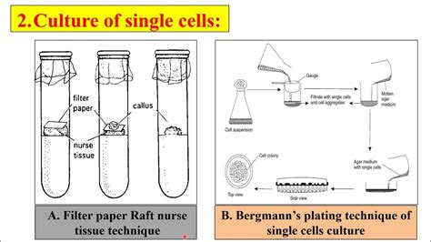 Bergmanns Plating Technique Of Single Cell Culture Filter Paper Raft