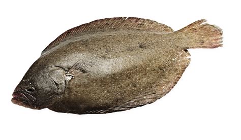 Wholesale Brill - Wet Fish