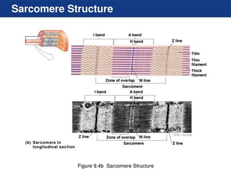 Draw A Labeled Diagram Of A Sarcomere