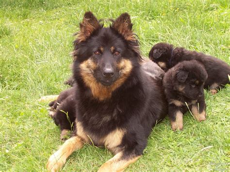 Bohemian Shepherd dog and puppies photo and wallpaper. Beautiful ...