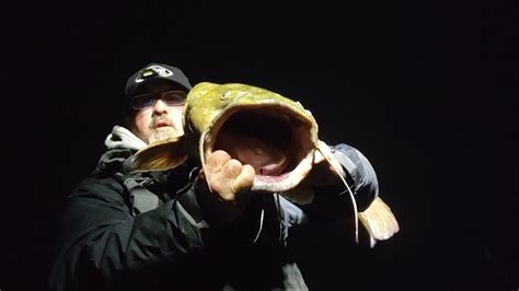 Giant Blue Catfish And Huge Flathead Catfish Feed Best At Night Watch