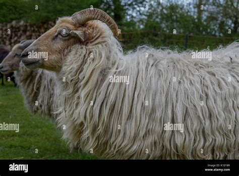 Long Haired Sheep Stock Photo Alamy