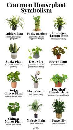 Plant Symbolism Spiritual Meanings Of The Most Popular Houseplants In