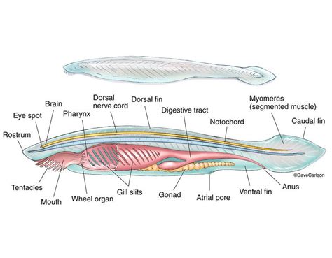 Zoology | Carlson Stock Art | Zoology, Diagram design, Diagram