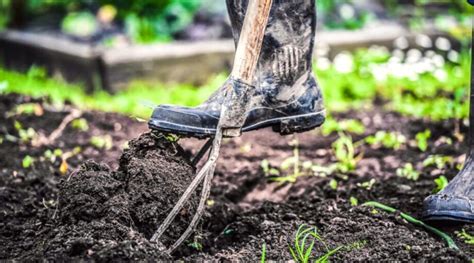 How And When To Aerate Your Soil Improve Compacted Soil