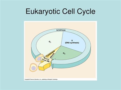 Ppt Prokaryotic Cell Reproduction Binary Fission Powerpoint