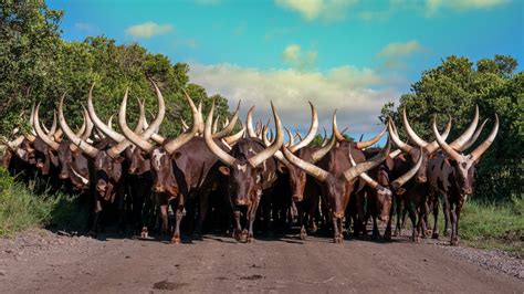 More Conservation Efforts Needed For Uganda S Long Horned Ankole Cows