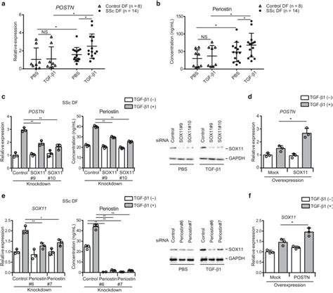 A Positive Loop Formed By Sox And Periostin Upregulates Tgf Signals