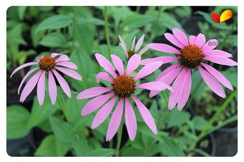 Купить Эхинацея пурпурная Echinacea-purpurea - в питомнике Флорини