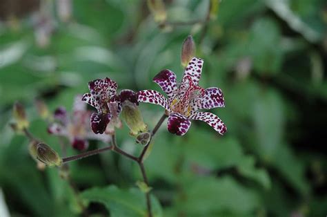 Empress Toad Lily A Stunning Addition To Your Garden