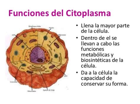 Que Es Una Celula Y Cuales Son Sus Partes Citoplasma Biologia Celular Images