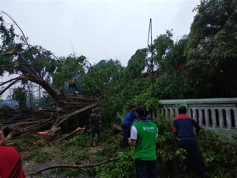 Angin Kencang Di Ds Urang Agung Hantam Pohon Beringin Tua