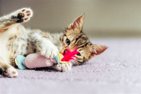 10 DIY Indoor Cat Toys Your Feline Will Love