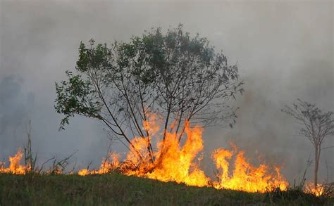 Queimada Em Ribeirão Preto 12042018 Cotidiano Fotografia