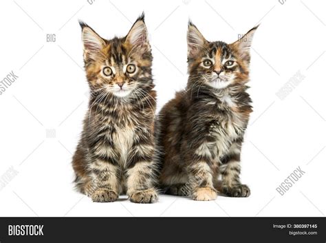 Maine Coon Tortoiseshell Kitten