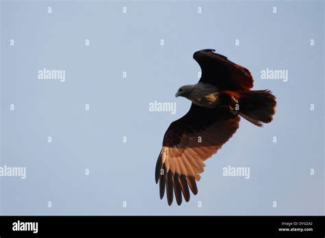 Brahminy Kite Haliastur Indus Stock Photo Alamy