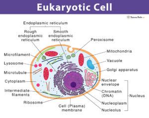 Eukaryotic Cell: Definition, Structure, & Examples