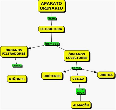 Distortion Wilderness Imply Mapa Conceptual Del Aparato Urinario Pocket