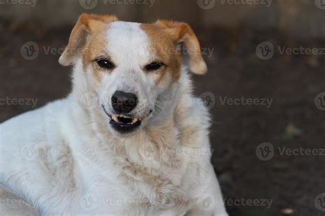 dog growling and showing teeth aggressively 21673532 Stock Photo at Vecteezy