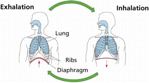 Biology Explain The Mechanism Of Ventilation Of The Lungs In Terms Of