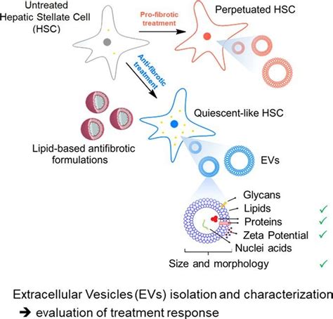 Hepatic Stellate Cells