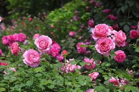 暑さに強く、ずっと花が咲き続ける夏のイチオシ一年草10種