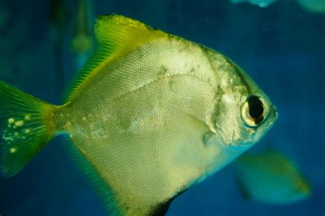 Pomfret stock image. Image of lovely, underwater, animal - 103213109