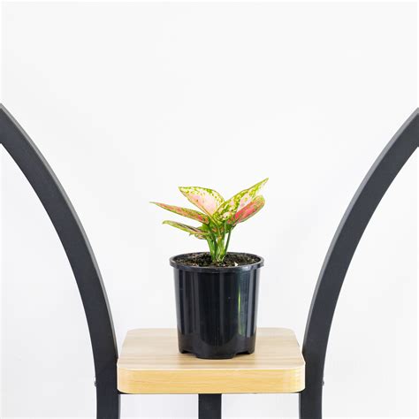 Aglaonema Lady Valentine – The Plant Boys