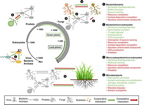 Microbial Interactions Within The Plant Holobiont Microbiome Full Text