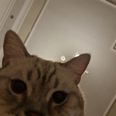 Cat Snaps Cat Selfie R Catsnapsapp