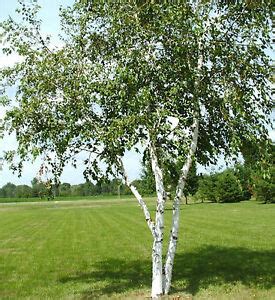 Birch Tree Seeds - WHITE - Betula Papyifera - Native Canadian Tree - 20 ...