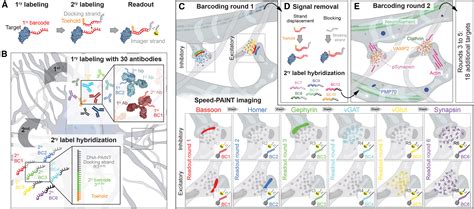 Spatial Proteomics In Neurons At Single Protein Resolution Cell