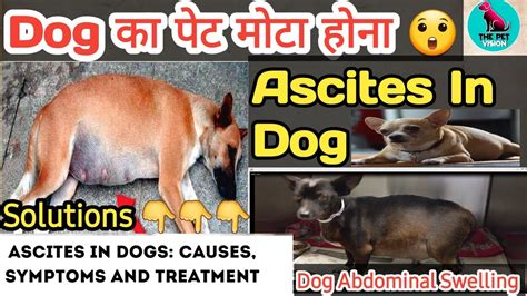 Dog का पेट मोटा होना Ascites In Dogs Fluid In Dog Belly Causes