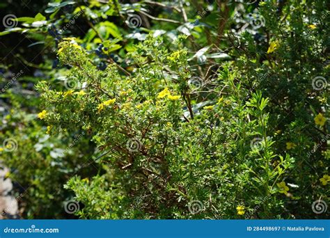 Gele Potentilla Fruticosa Blooms in De Tuin in Juli. Berlijn Duitsland ...