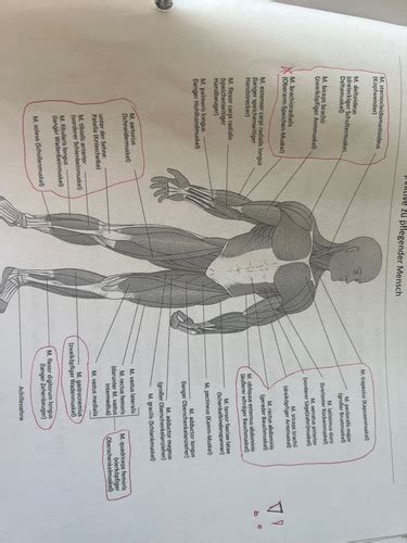 Mobilisation Knochen Muskeln Karteikarten Quizlet