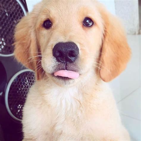 I Love Golden Retrievers On Instagram 👅🐾🐶😋💓 Meetnala”