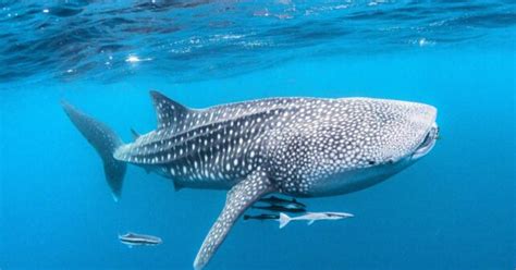 Journée internationale des requins baleines : protéger les gentils ...
