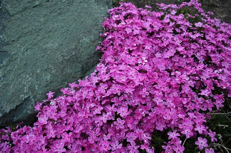 Plantas Rastreras Tapizantes Y Cubresuelos Ejemplos Y Cuidados